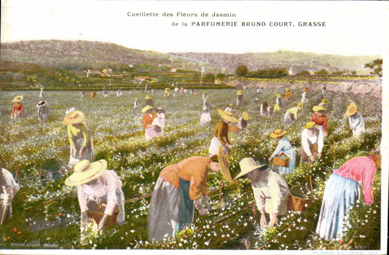 Vintage Postcard Gathering of the flowers of jasmine of Fatty Perfumery Bruno Court