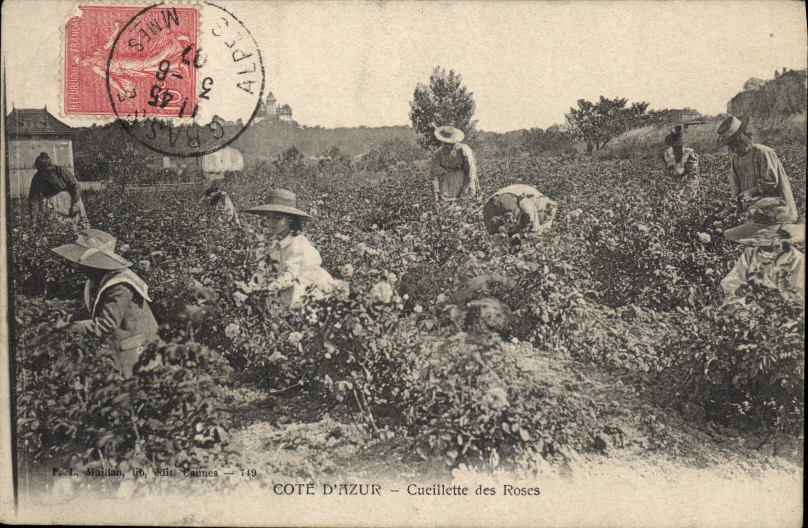 Vintage Postcard Cueillette of the pinks Dimensions Azure