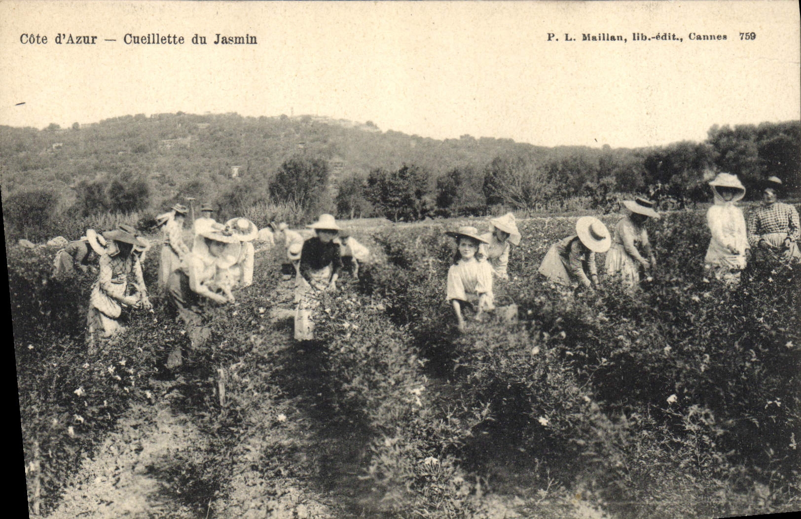 Vintage Postcard Cueillette of the jasmine Dimensions Azure