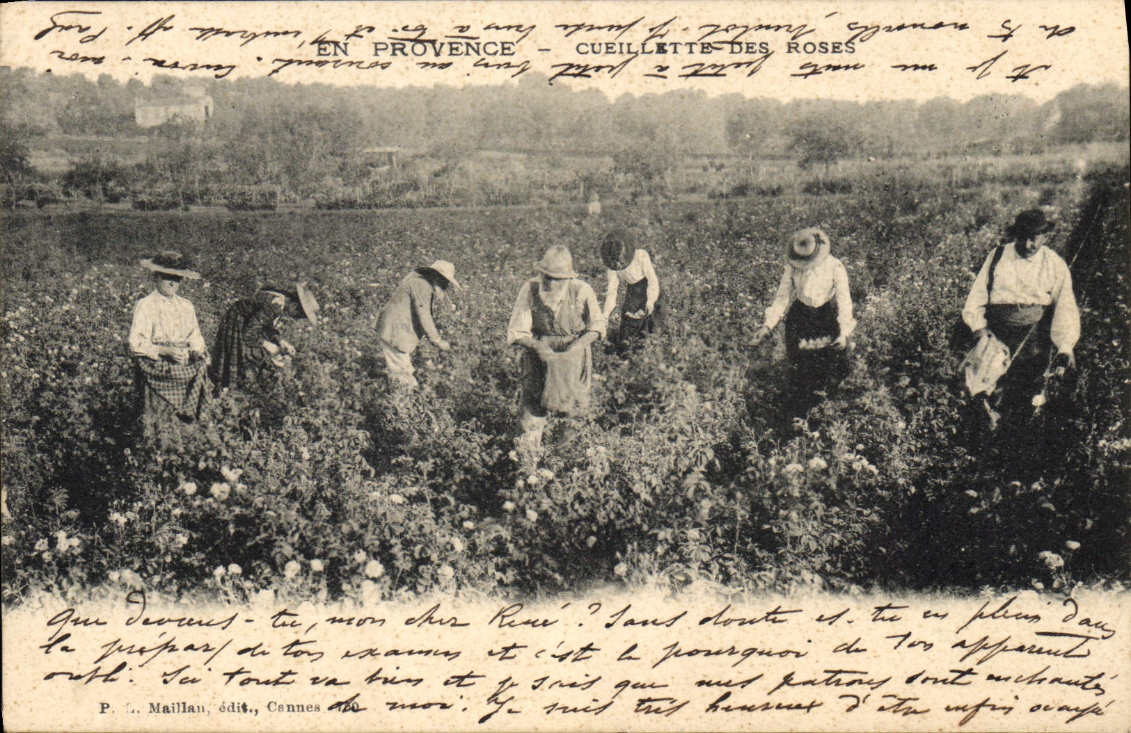 Vintage Postcard Gathering of the Provence pinks