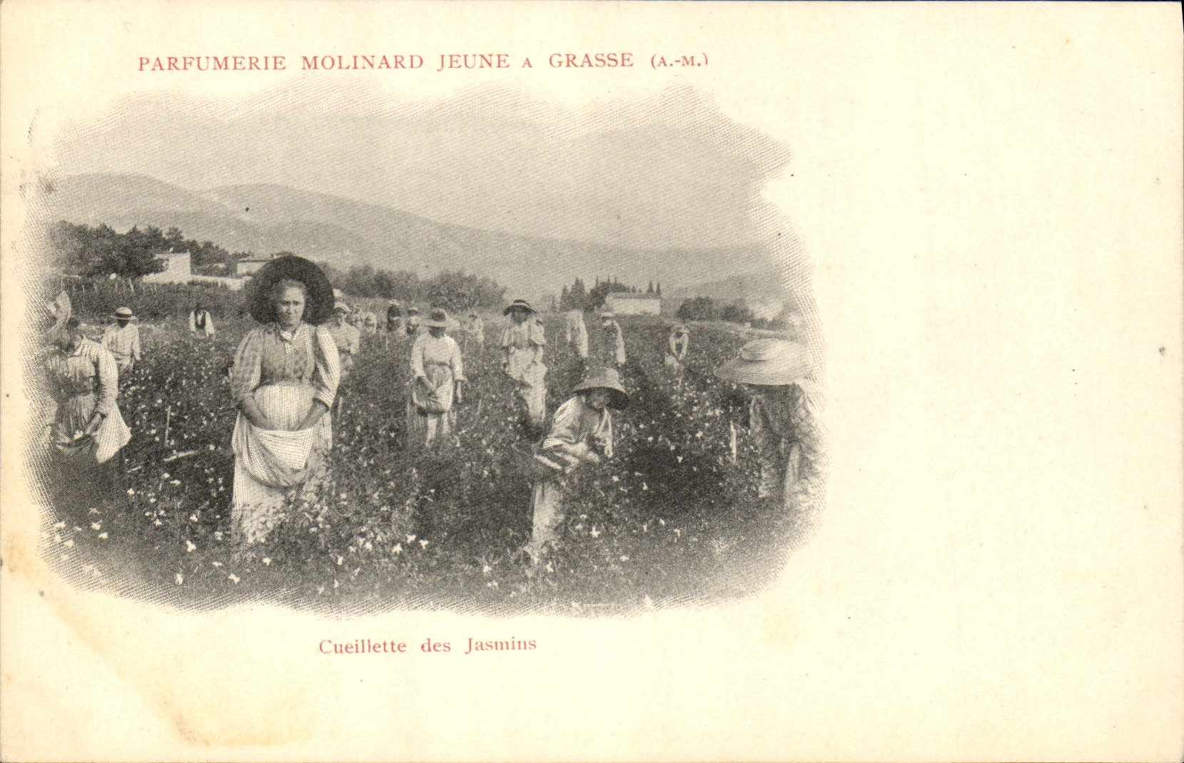 Vintage Postcard Cueillette of the jasmines Parfumerie Molinard Jeune has Grasse