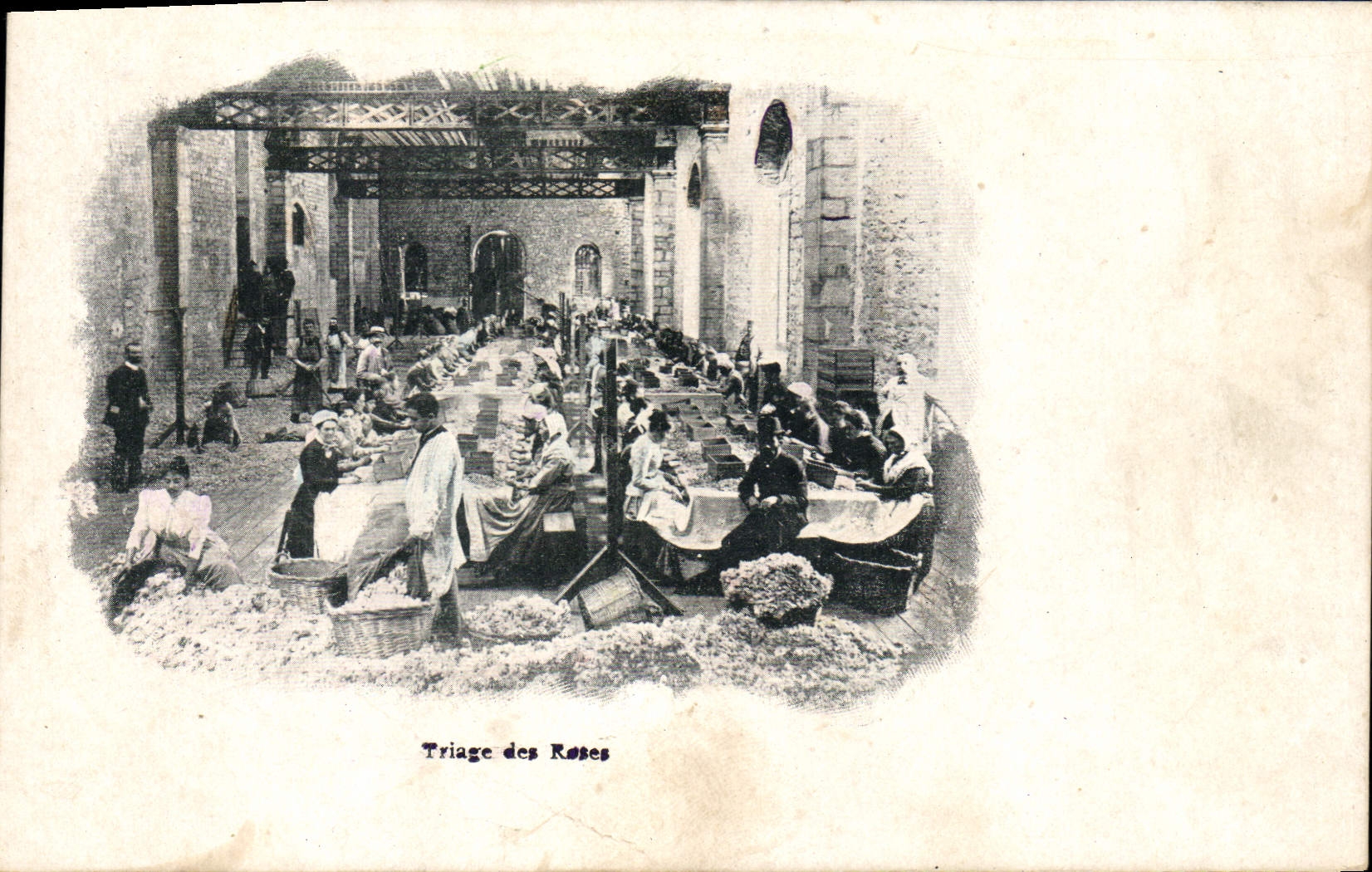 Postal Recolección Selección de las rosas