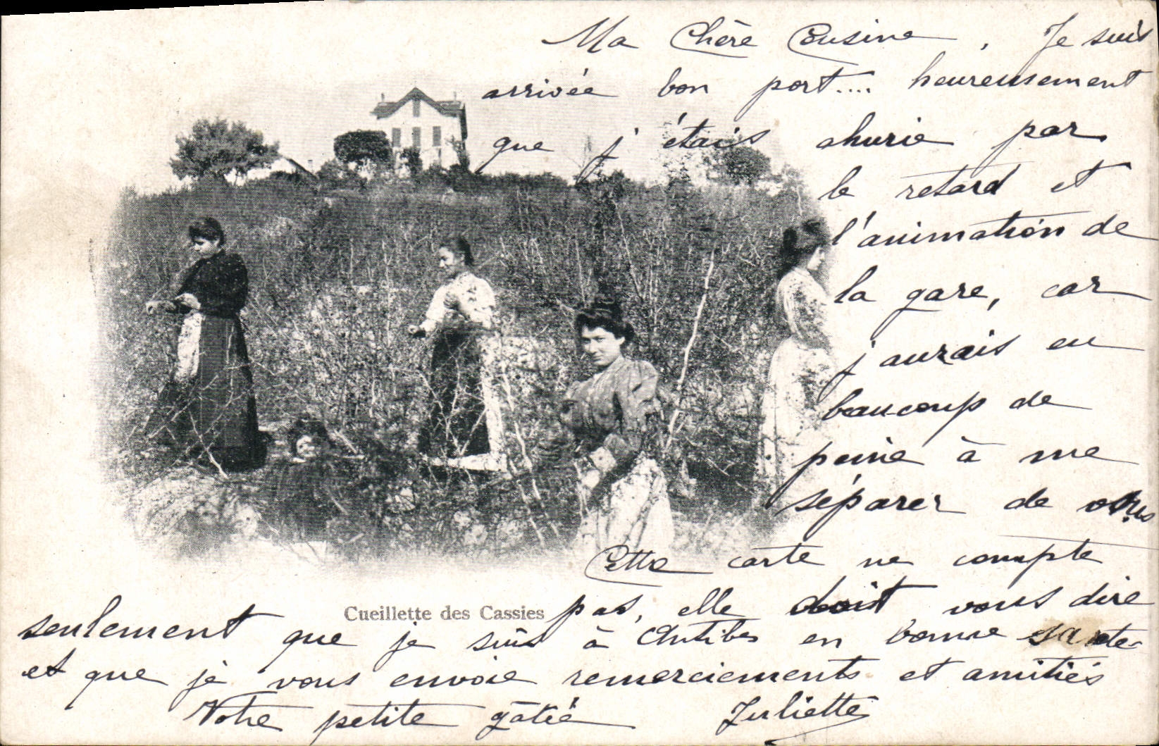 Vintage Postcard Gathering of the cassies