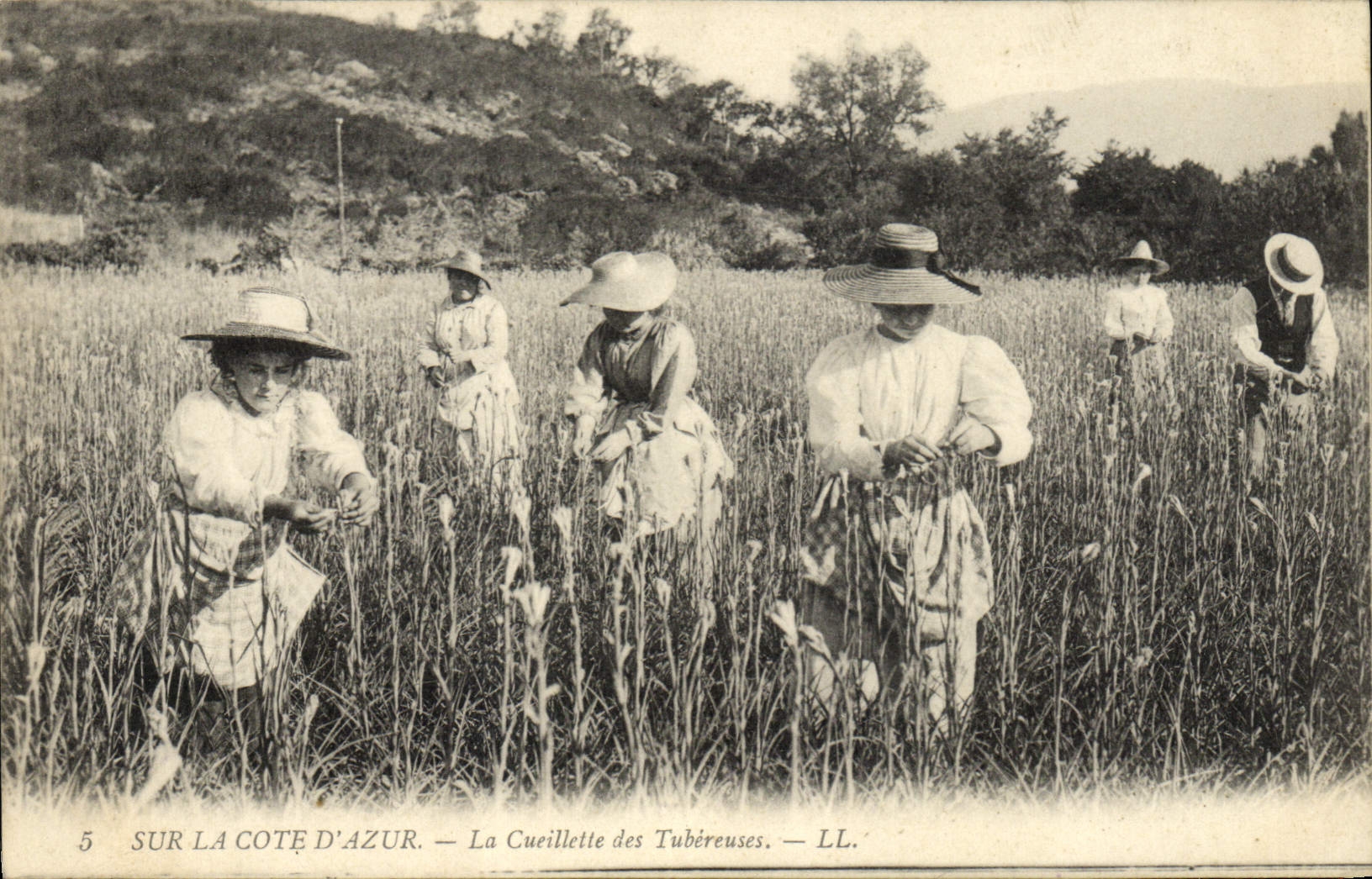 Vintage Postcard Cueillette of the tuberoses Dimensions Azure