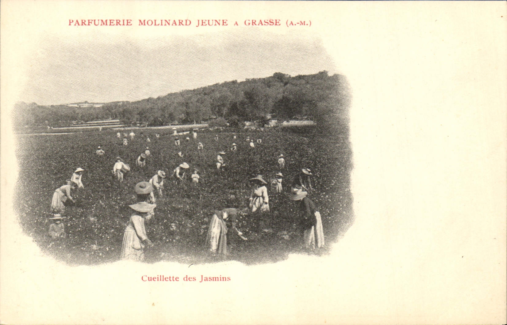 CPA Cueillette des jasmins Parfumerie Molinard Jeune a Grasse