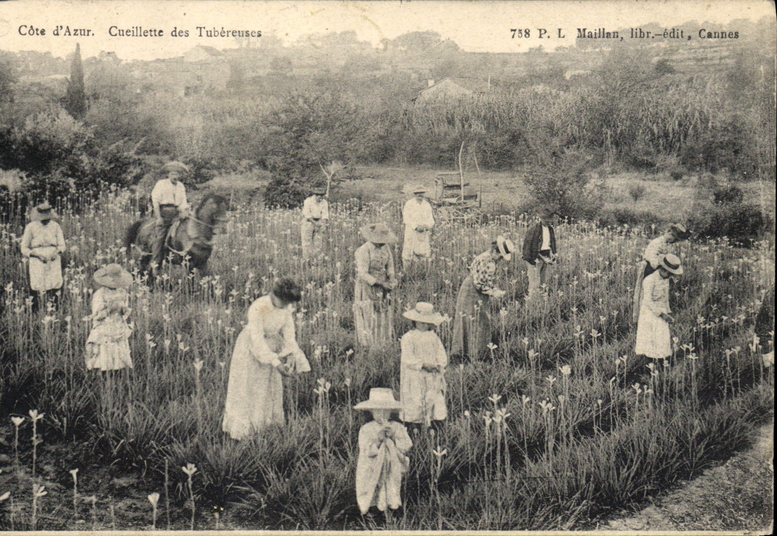 CPA Cueillette des Tubereuses Cote d'Azur 