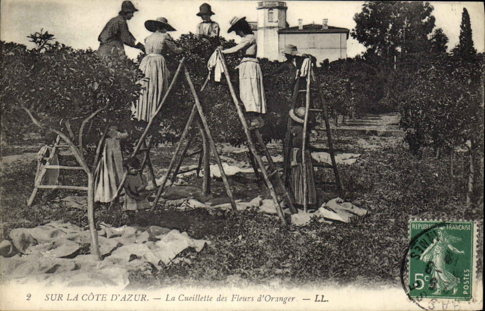 Vintage Postcard Cueillette of the flowers of orange tree Dimensions Azure