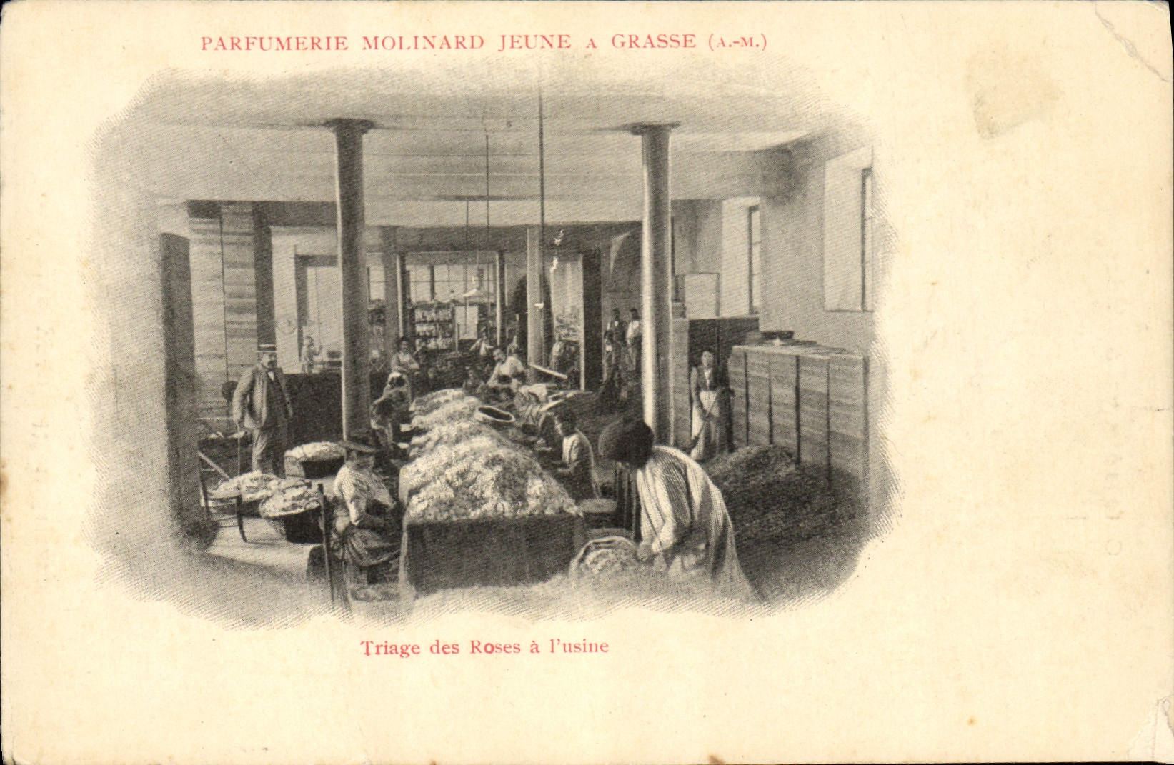 Postal Recolección Selección de las rosas tiene la fábrica Perfumería Molinard Joven tiene Grasa