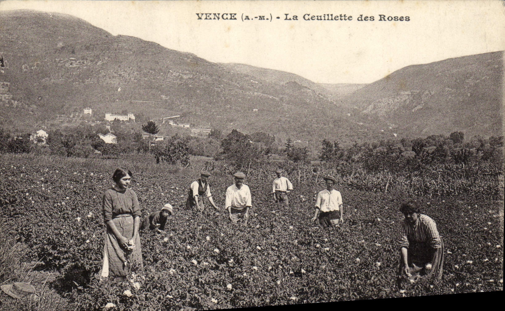 CPA Cueillette des roses Vence 