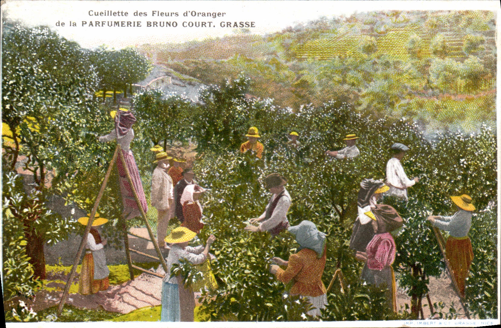 CPA Cueillette des fleurs d'oranger Parfumerie Molinard Court Grasse 