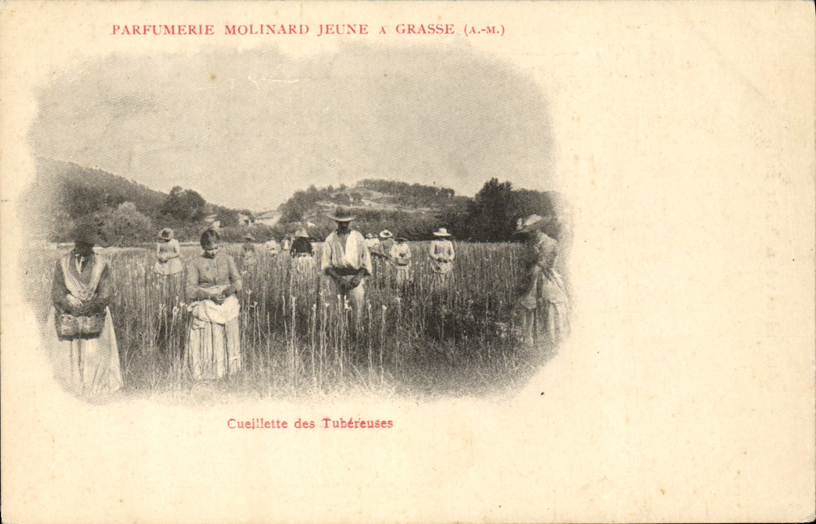 CPA Cueillette des Tubereuses Parfumerie Molinard Court Grasse 