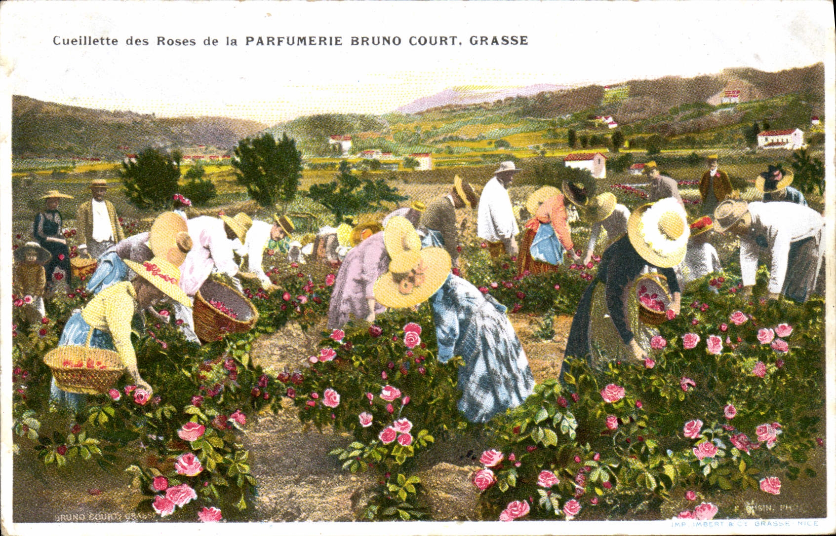 CPA Cueillette des roses Parfumerie Bruno Court Grasse