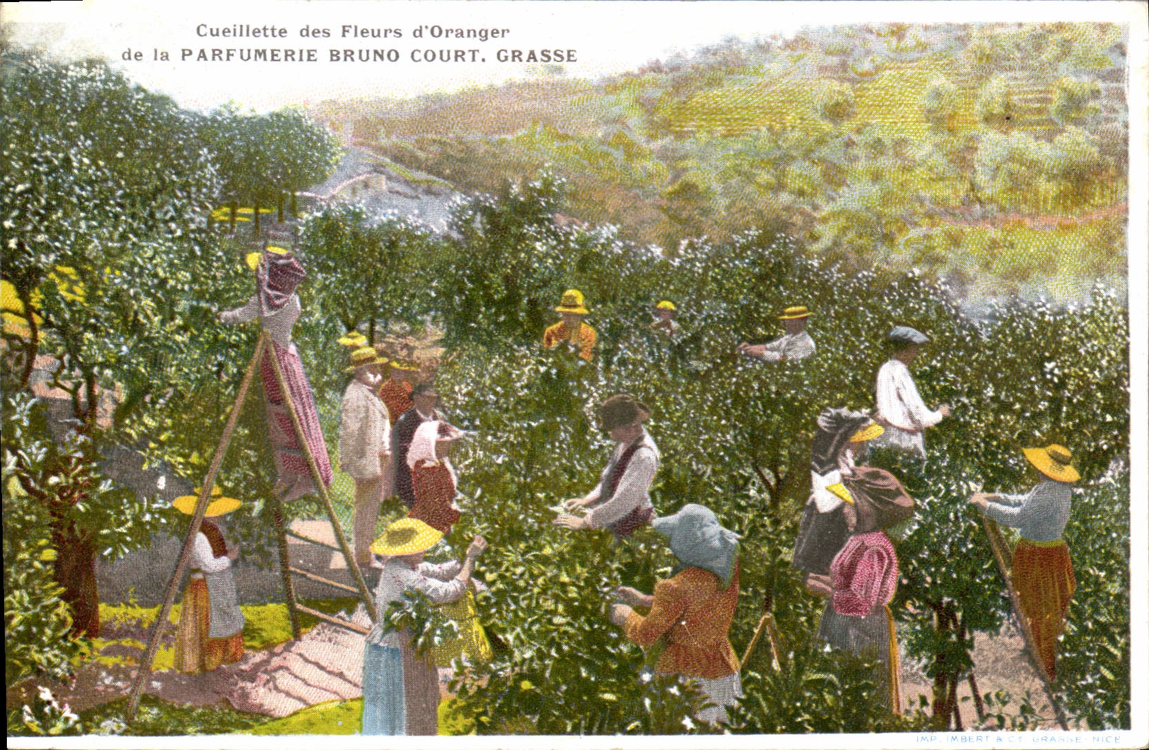 Postal Recolección de las flores de naranjo Perfumería Bruno Court Grasse Selección de las rosas CUMBRE