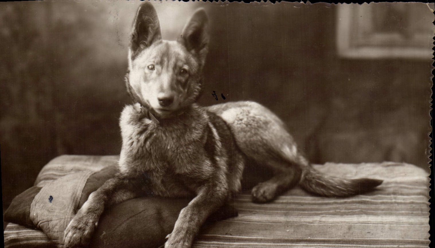 CPA Chien Chiens 