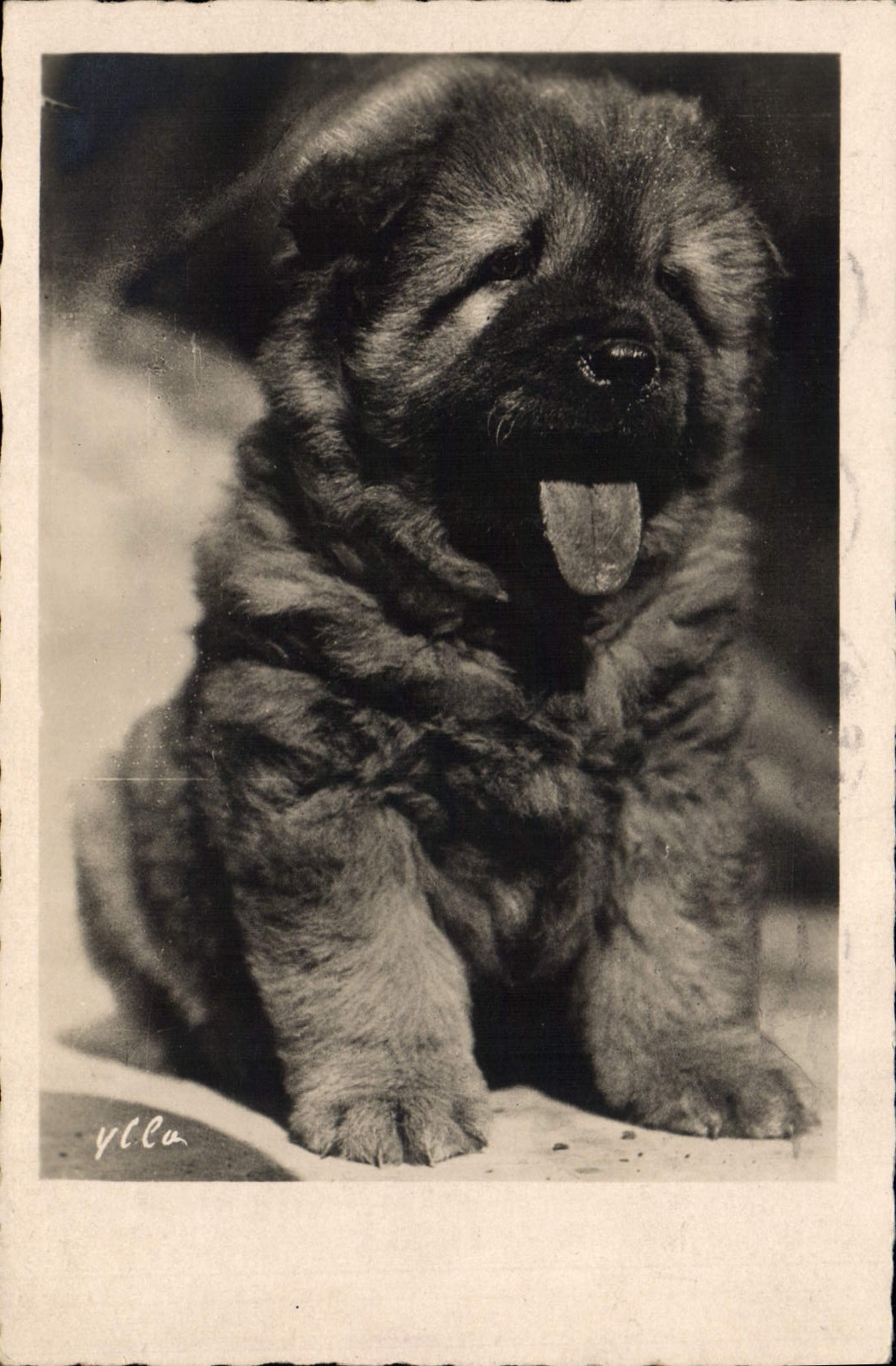 CPA Chien Chiens 