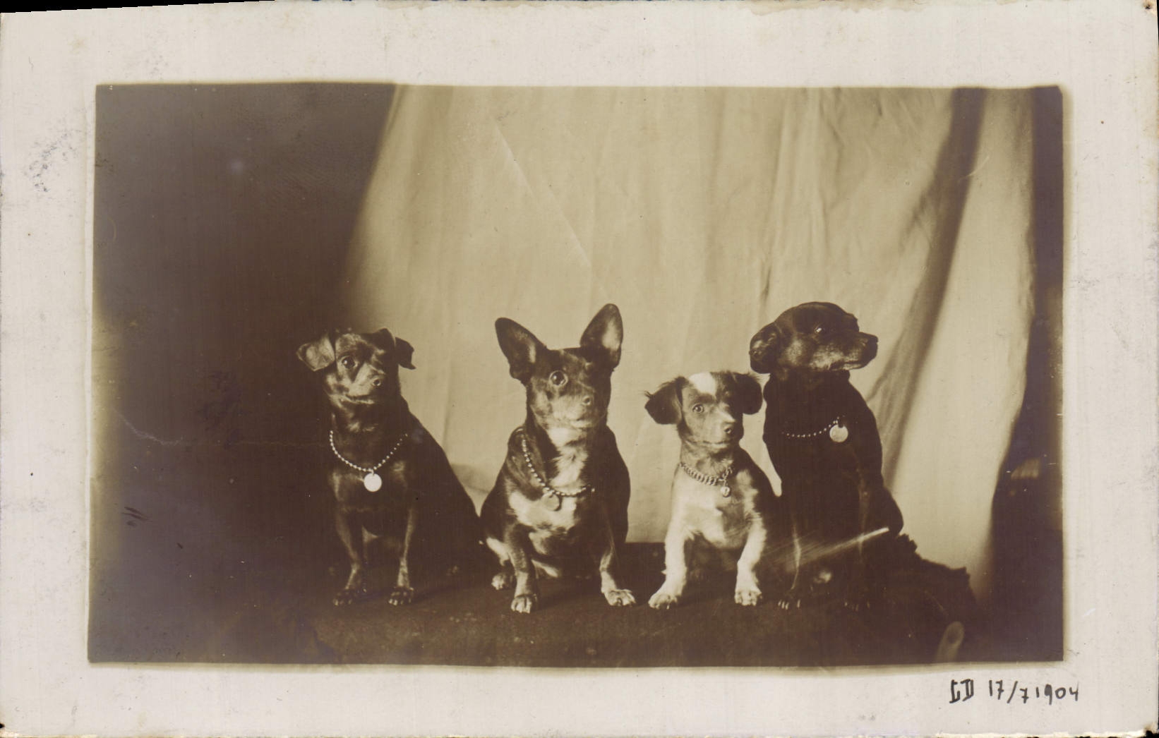 CHART PHOTO Dog Dogs