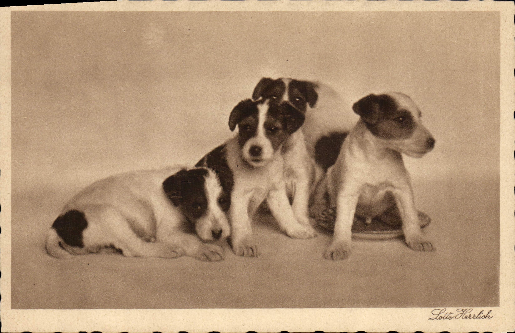 CPA Chien Chiens 
