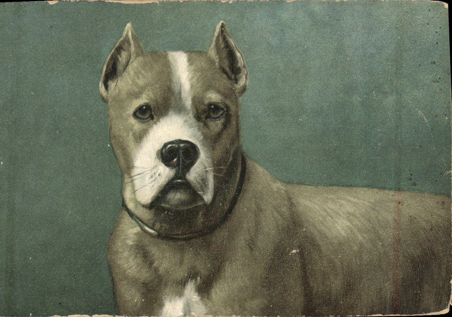 CPA Chien Chiens 