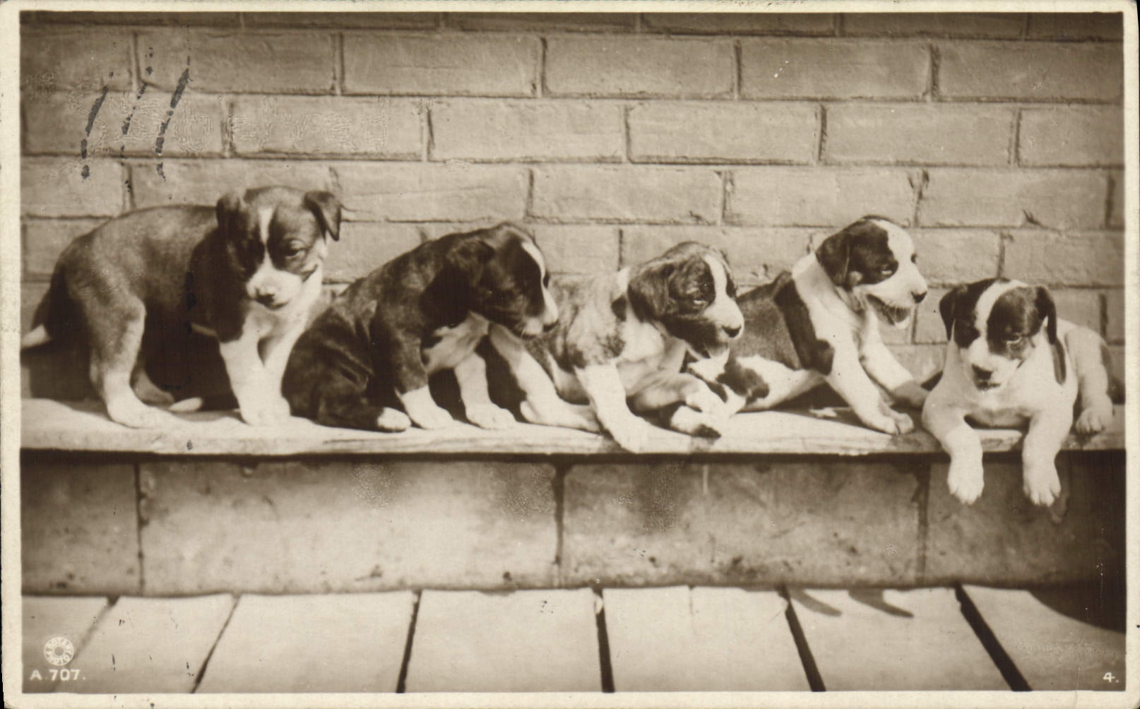 CPA Chien Chiens 