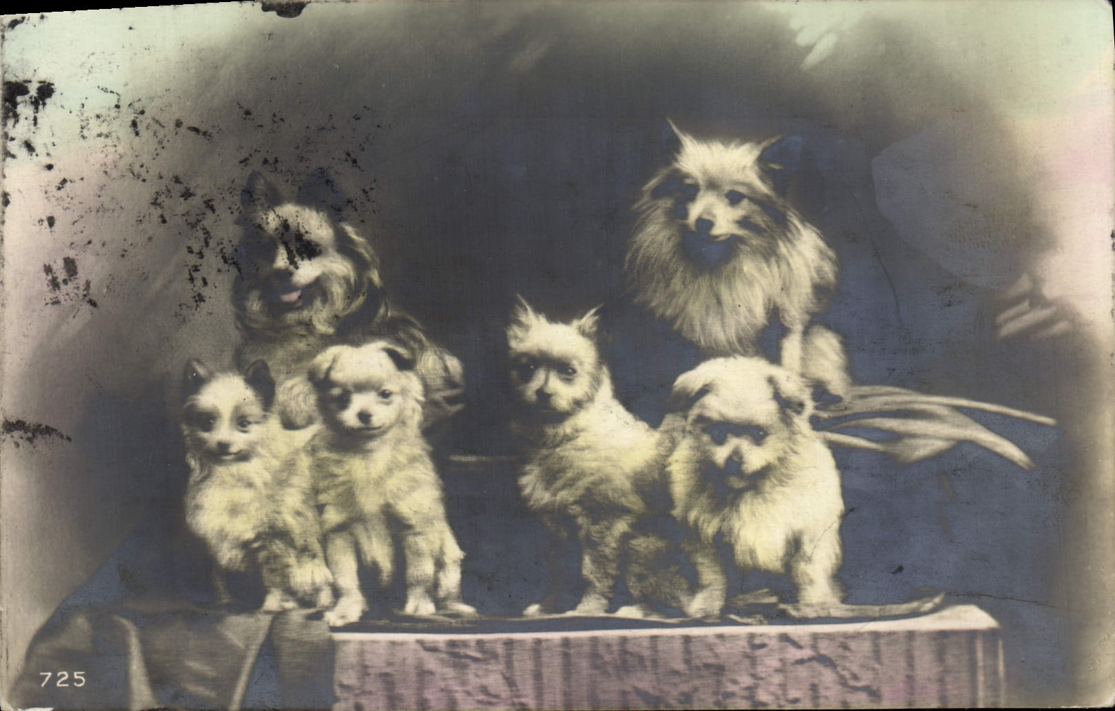 CPA Chien Chiens 