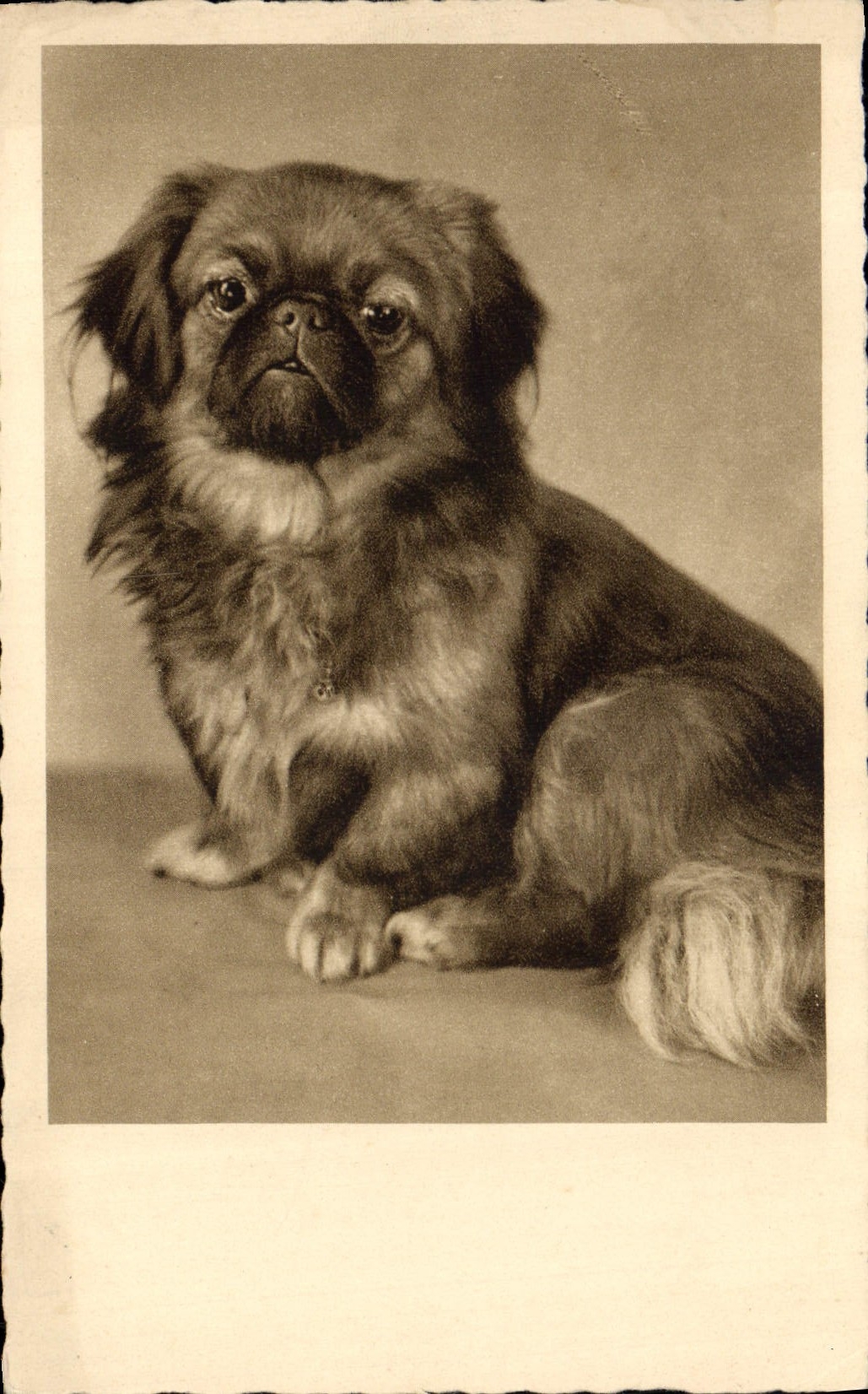 CPA Chien Chiens 