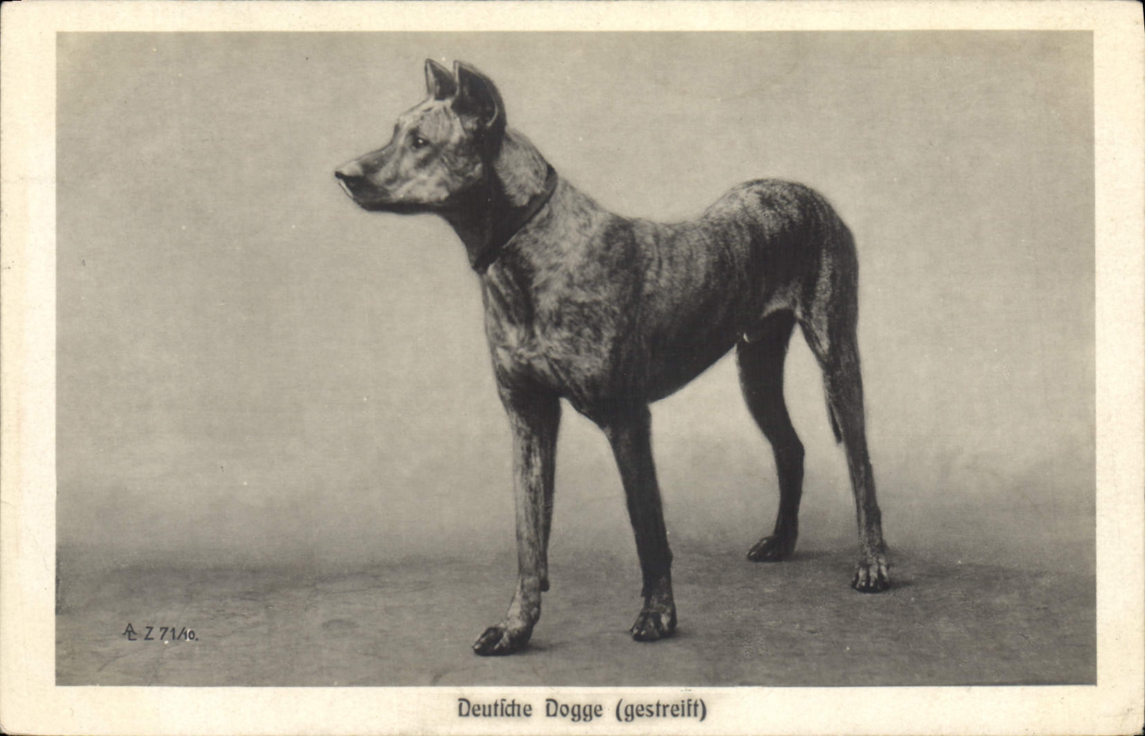 Vintage Postcard Dog Dogs Deutsche Dogge