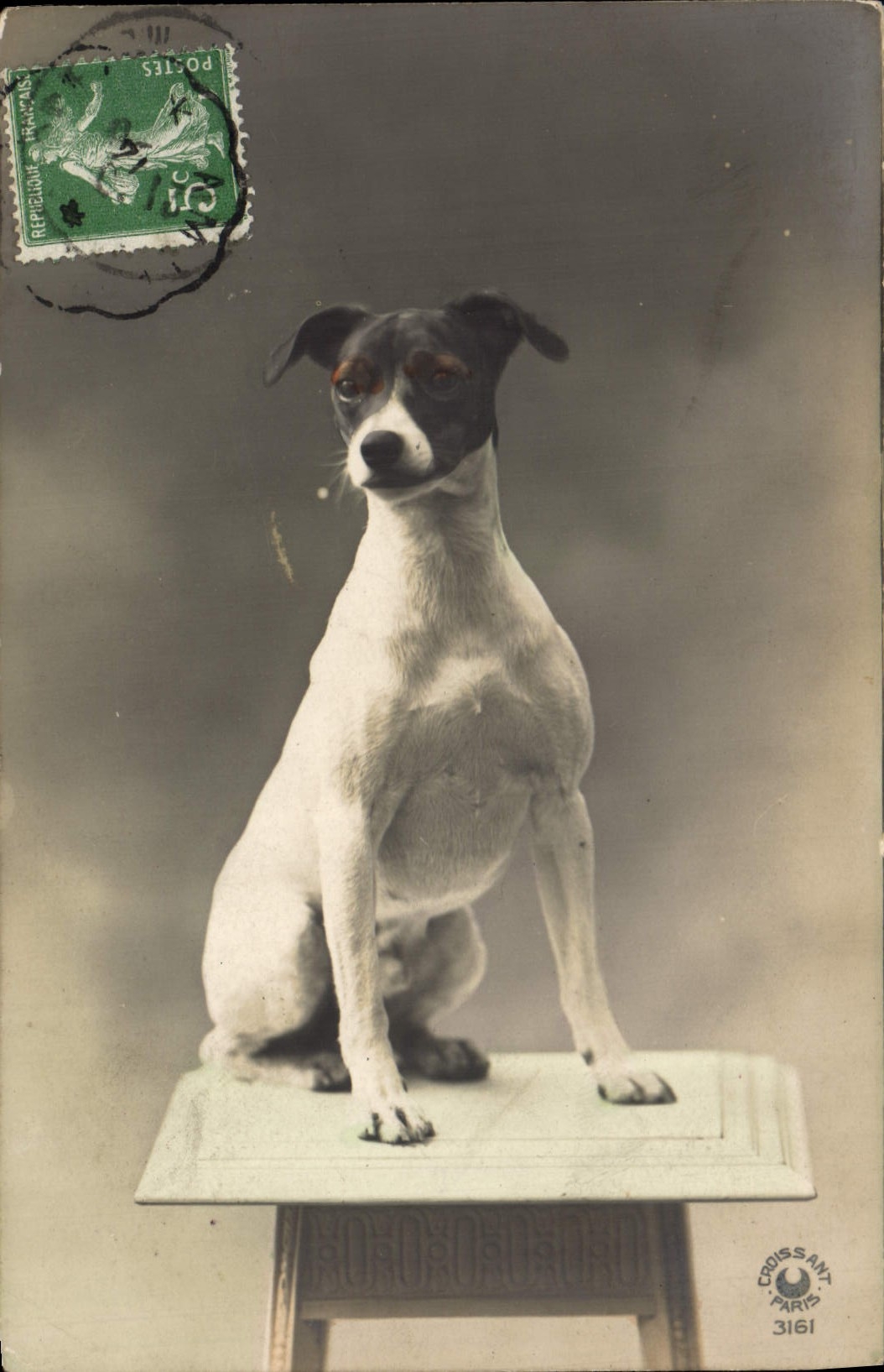 CPA Chien Chiens 