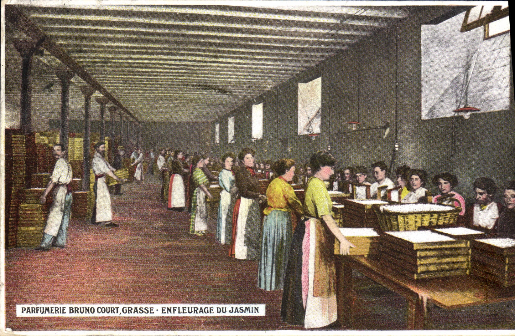 CPA Cueillette Parfumerie Bruno Court Grasse Enfleurage du jasmin