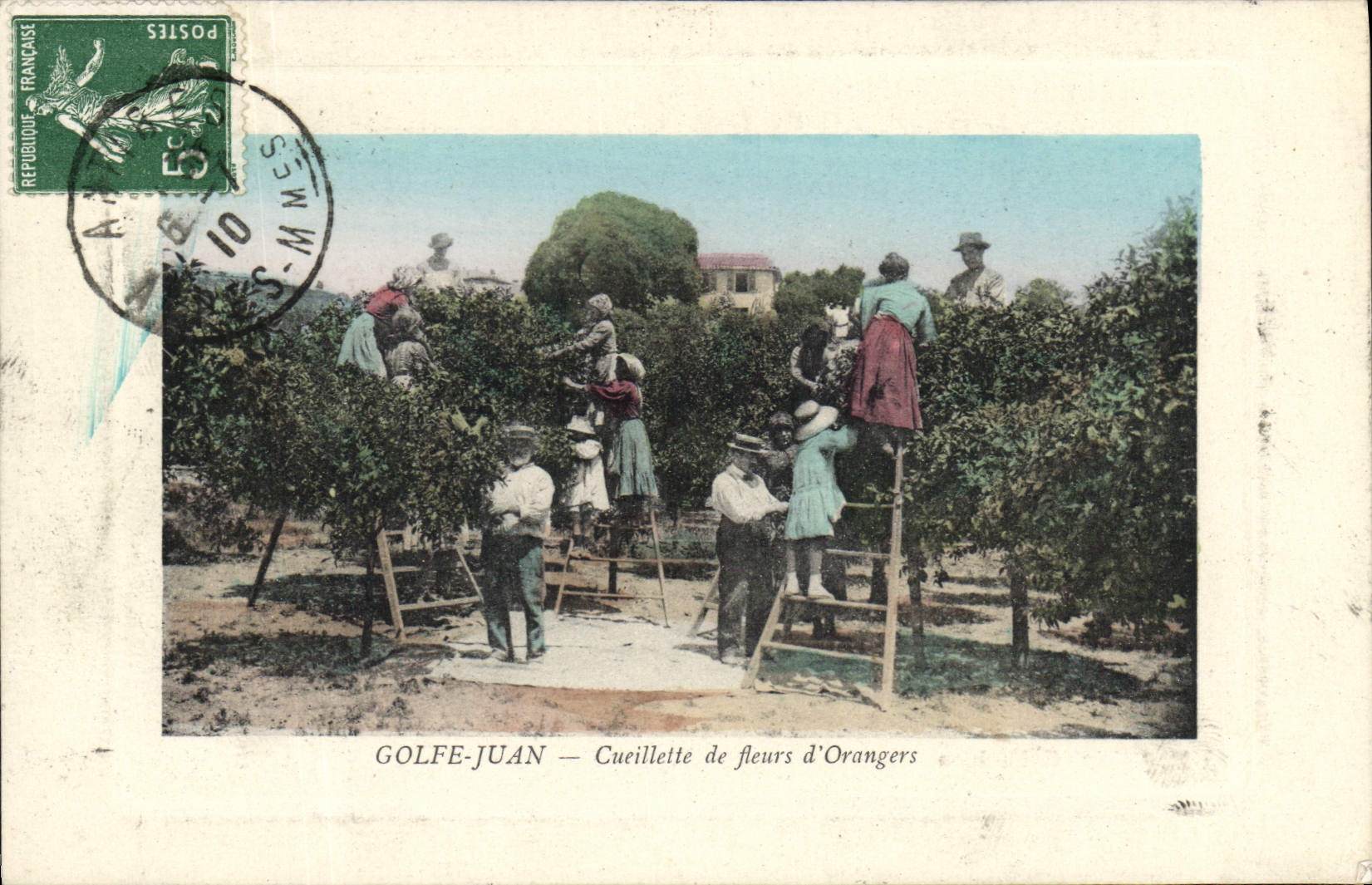 CPA Cueillette de fleurs d'orangers Golfe Juan