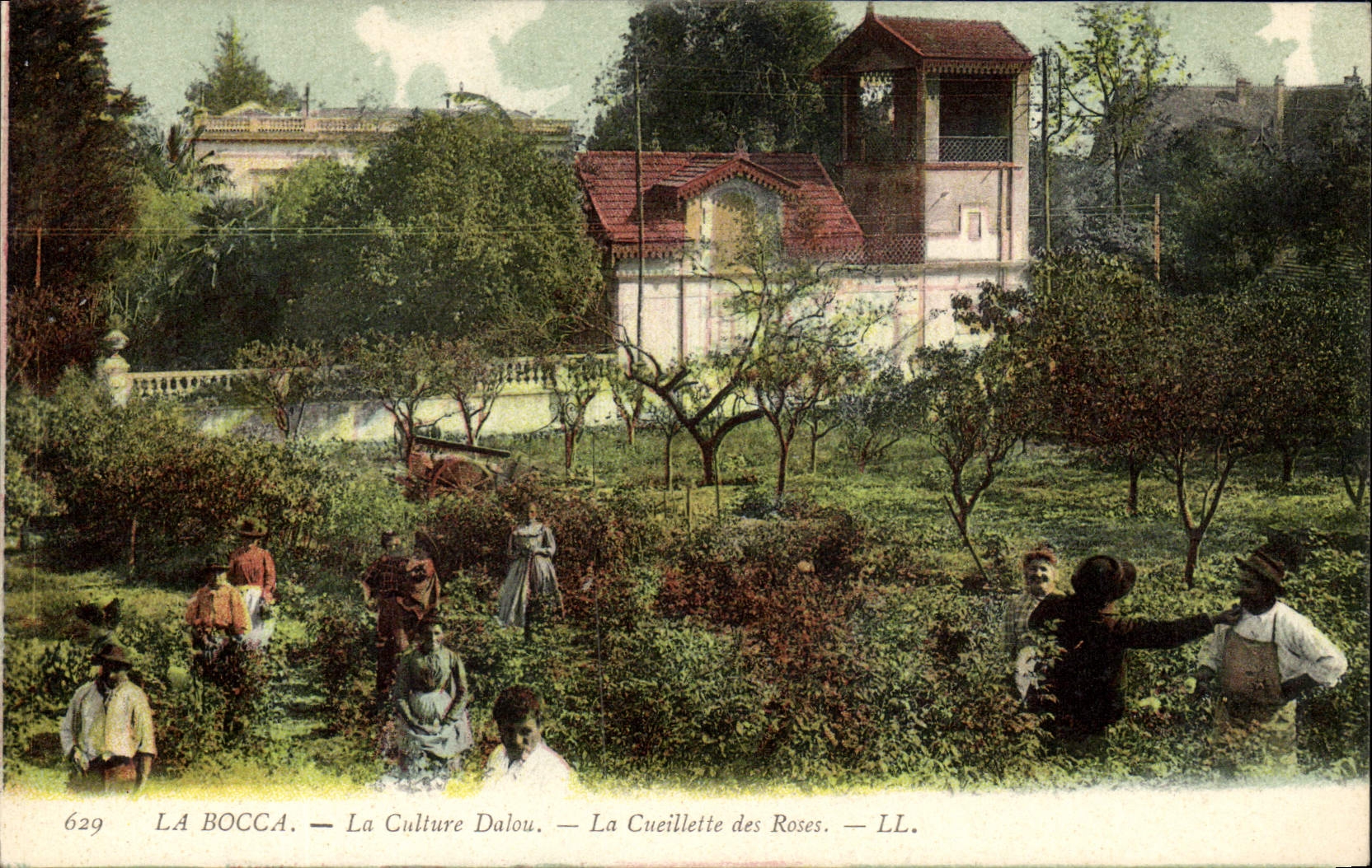 Vintage Postcard Gathering of the pinks Bocca the culture Dalou SIGNAL