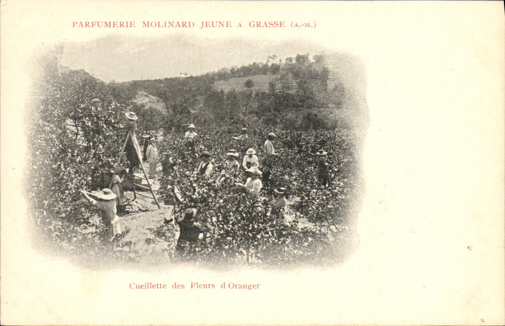 Vintage Postcard Cueillette of the flowers of orange tree Parfurmerie Molinard Jeune has Grasse