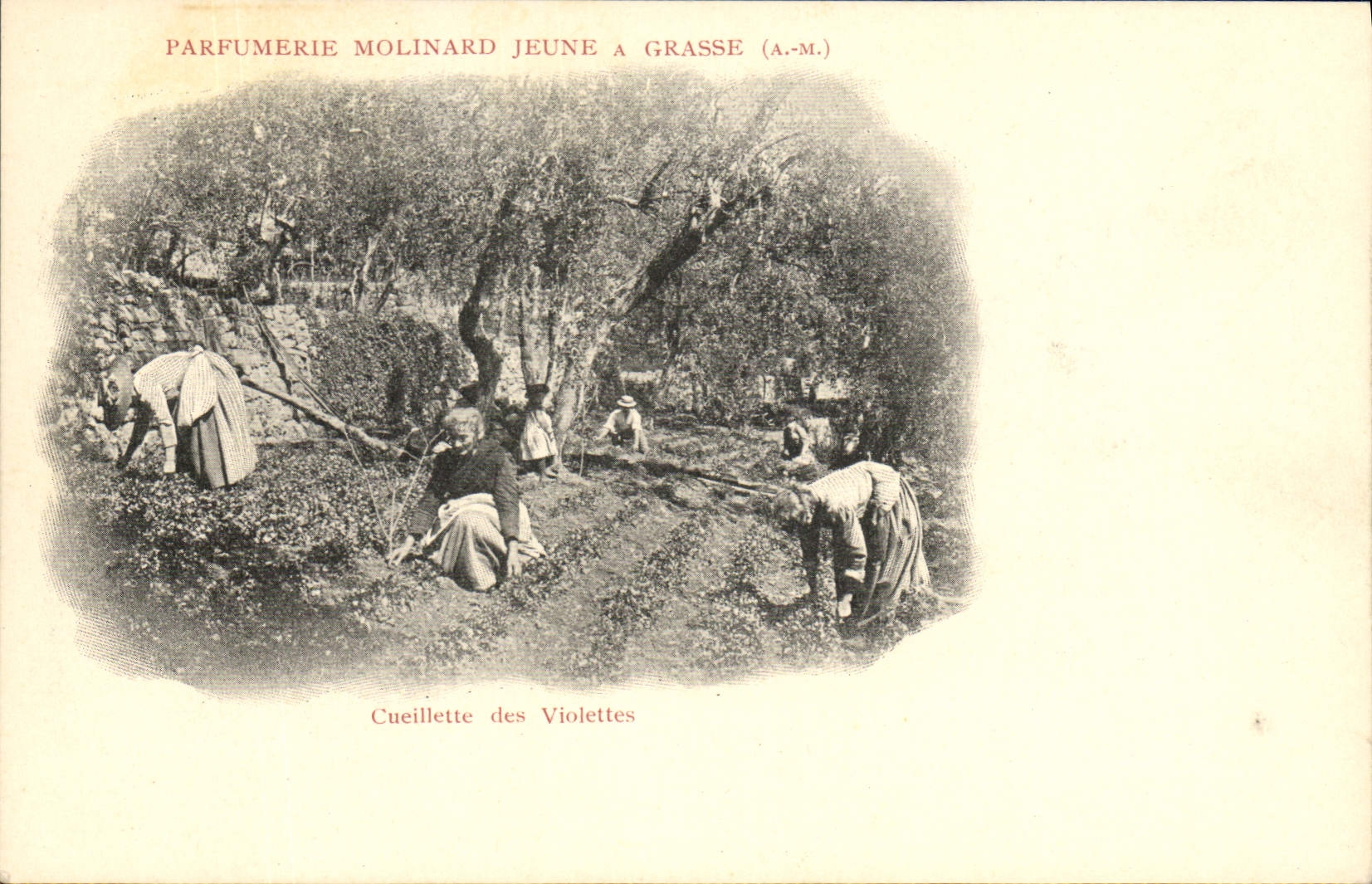 Vintage Postcard Cueillette of the violets Parfurmerie Molinard Jeune has Grasse