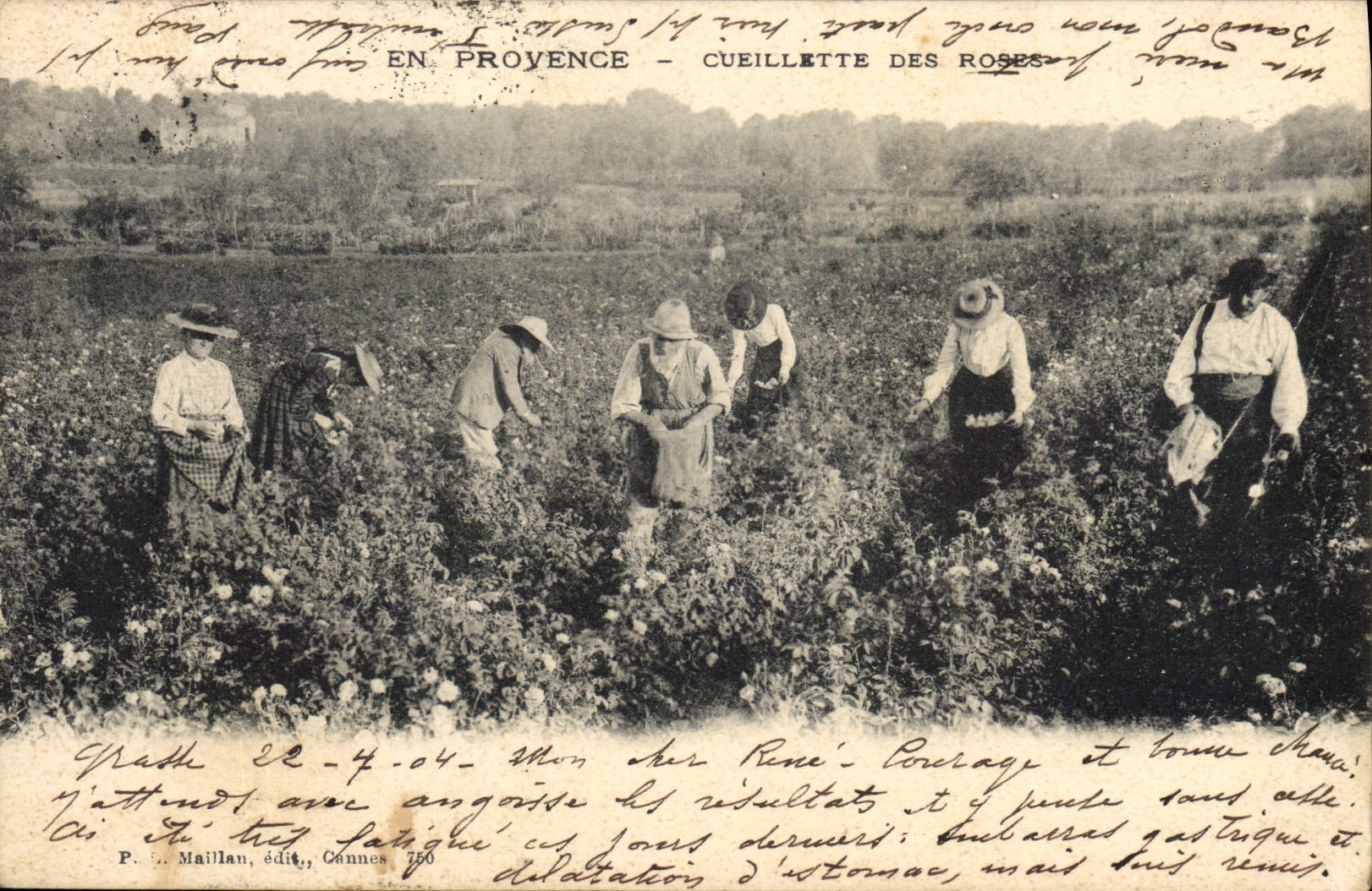 Postal Recolección de las rosas en Provence