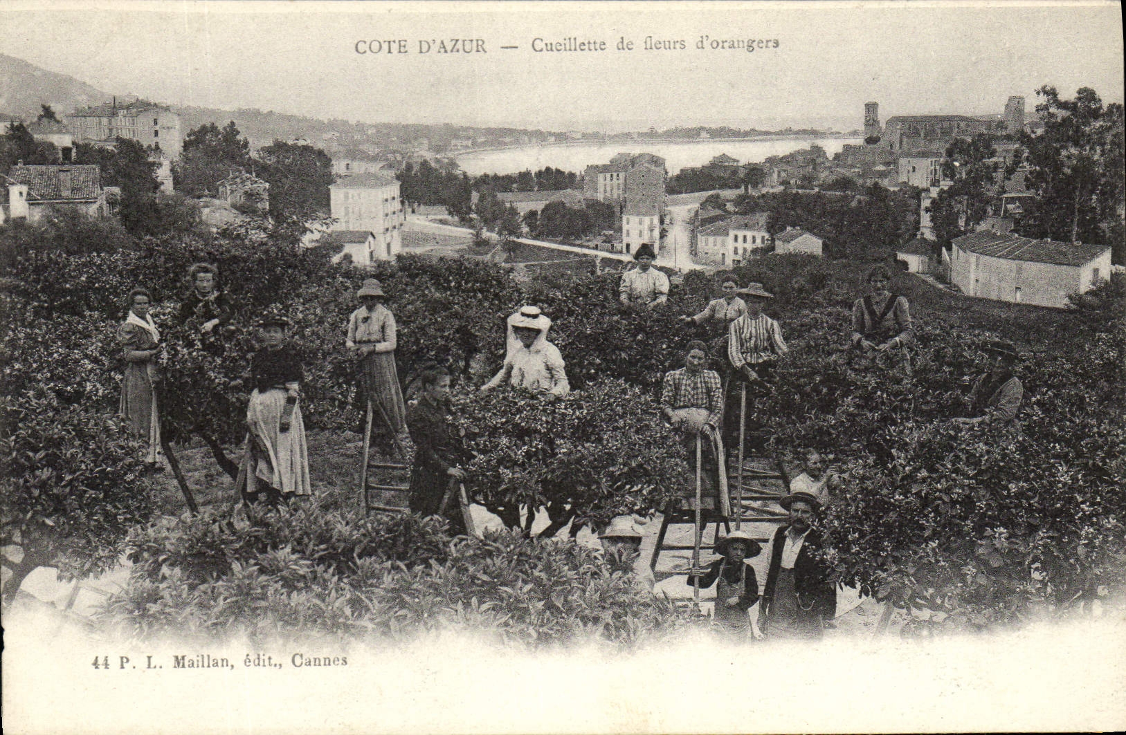 Vintage Postcard Cueillette of flowers of orange tree Dimensions Azure