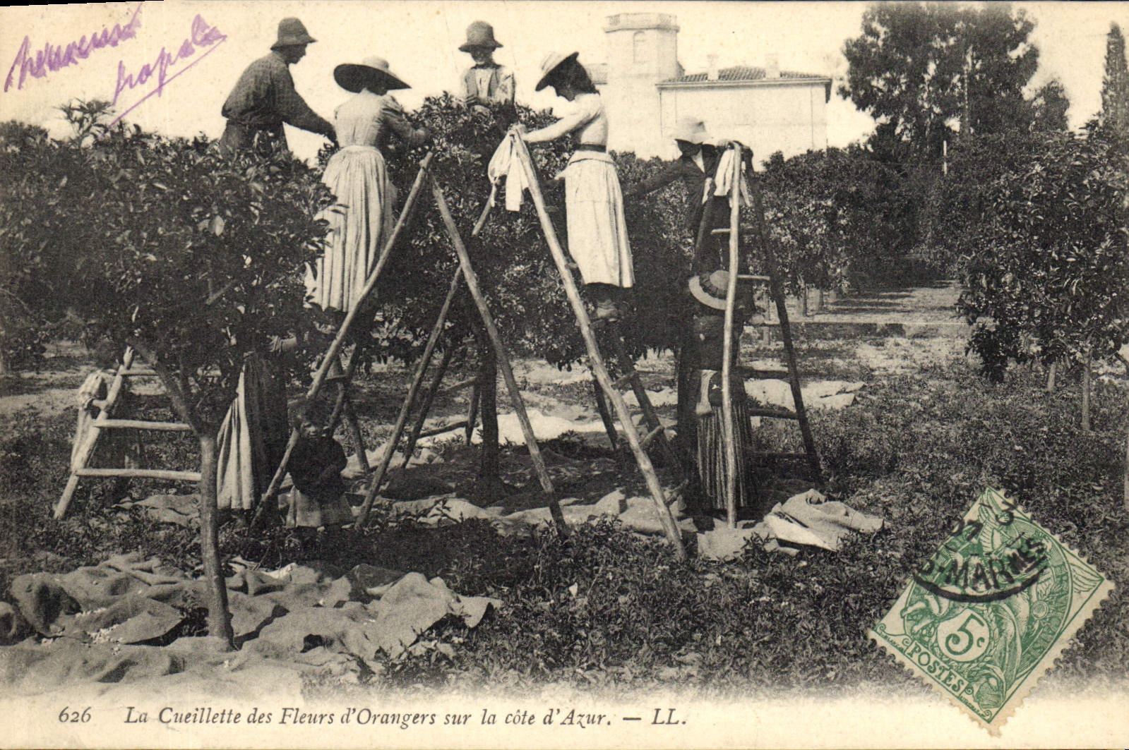 Postal Recolección de los azahares sobre la Costa Azul