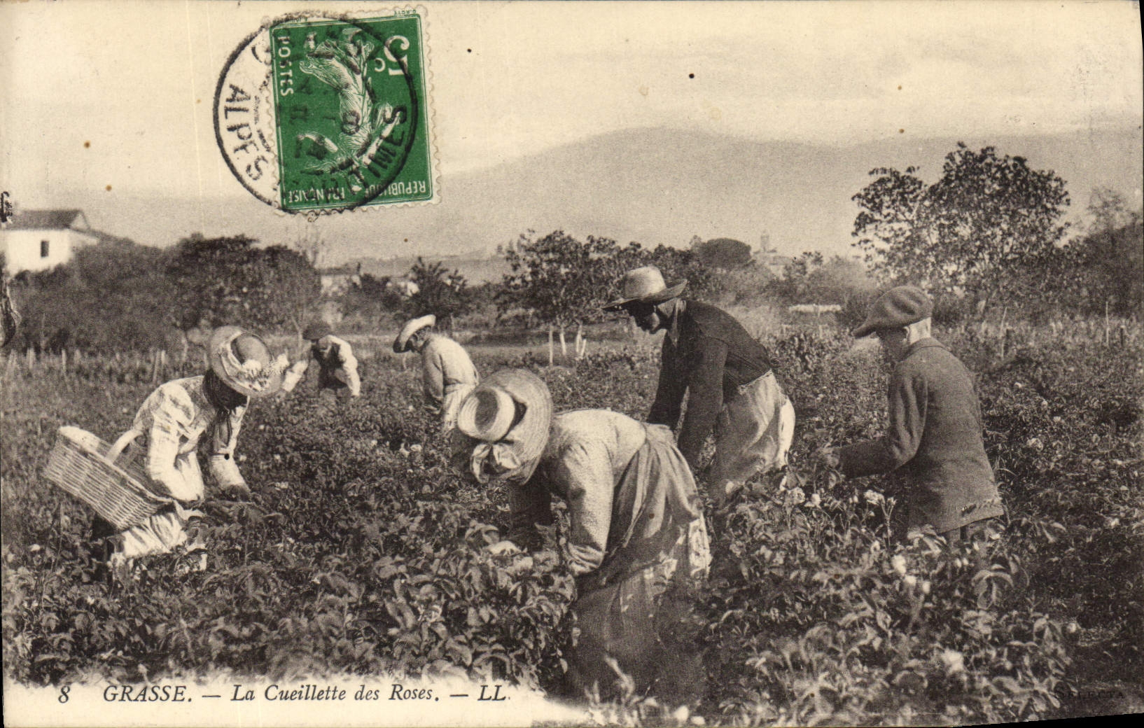 Vintage Postcard Fatty Gathering of the pinks SIGNAL