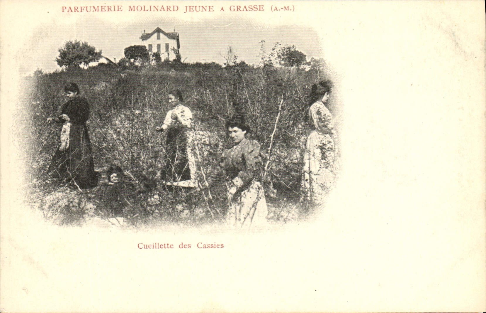 Vintage Postcard Cueillette of Cassies Parfurmerie Molinard Jeune has Grasse
