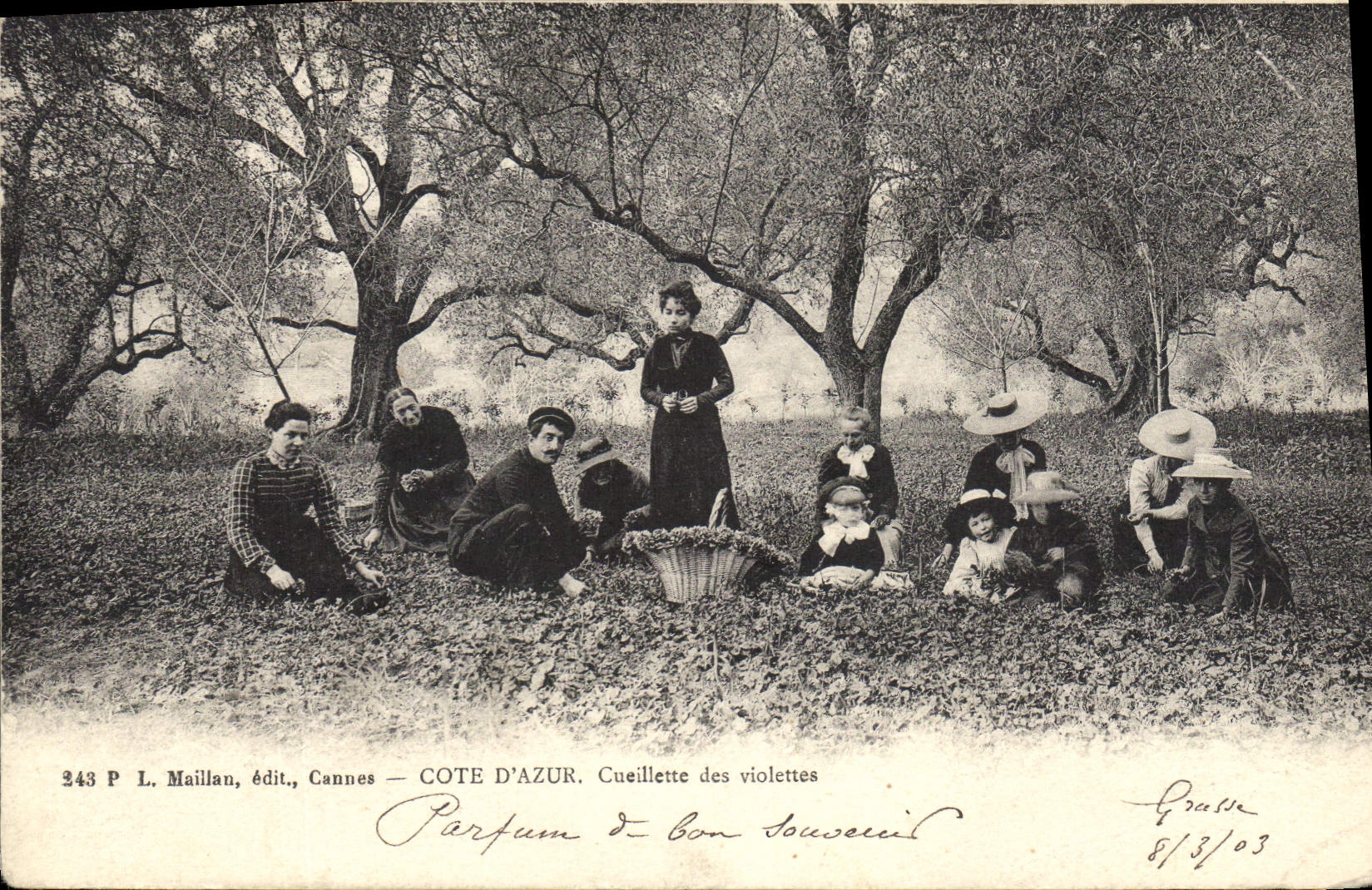 Vintage Postcard Cueillette of the violets Dimensions Azure