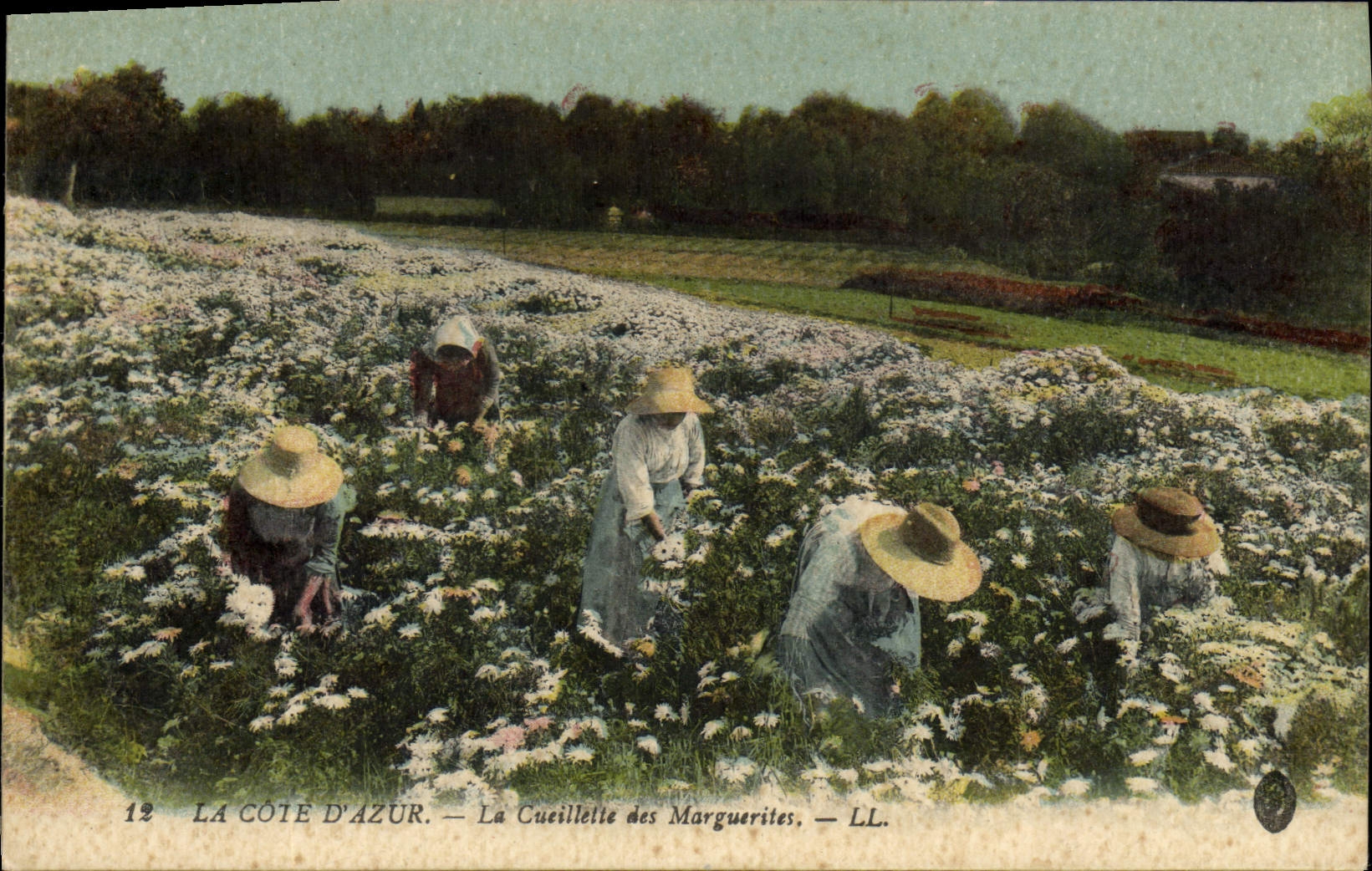CPA Cueillette des Marguerites Cote d'Azur