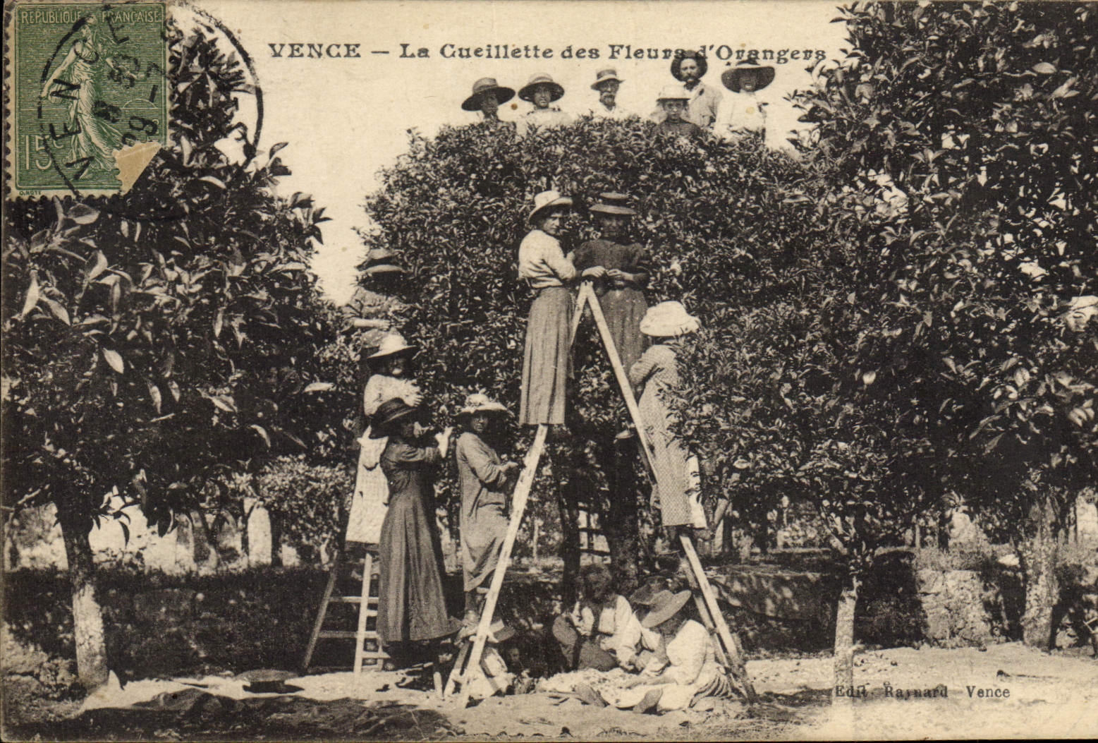 Vintage Postcard Gathering of the flowers of Vence orange trees