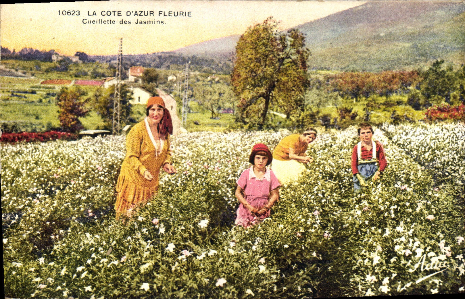 Vintage Postcard Cueillette of the jasmines Dimensions Azure flowered