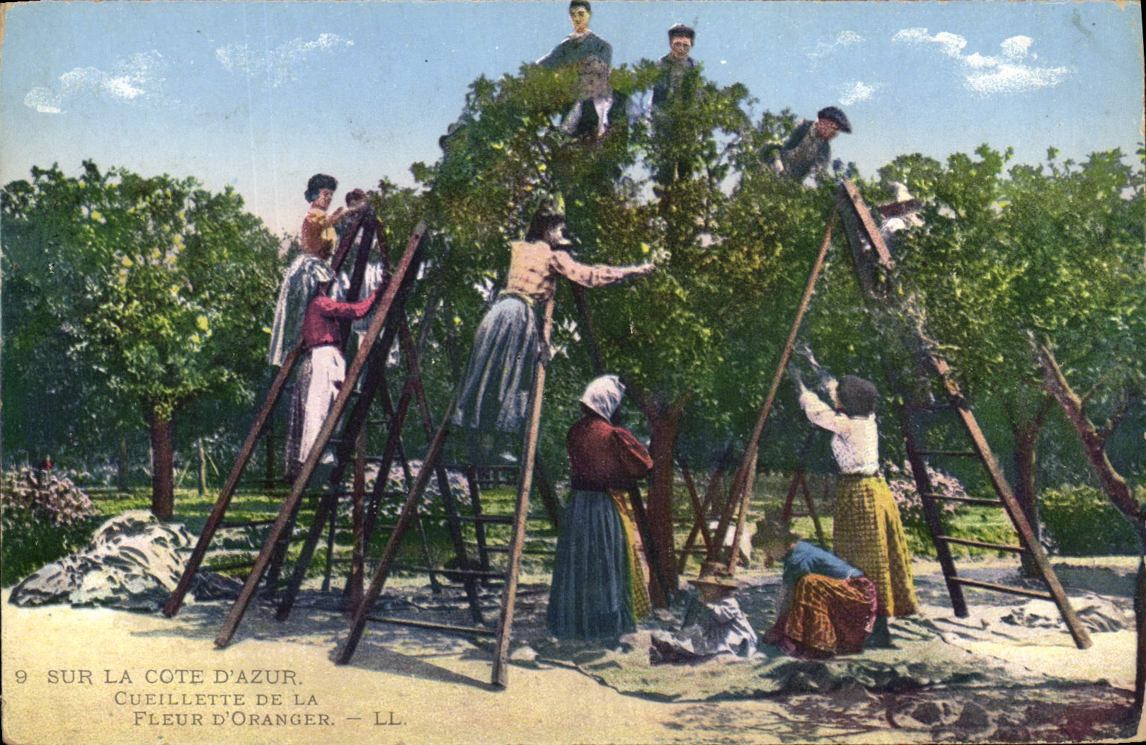 Vintage Postcard Cueillette of the flower of orange tree Dimensions Azure