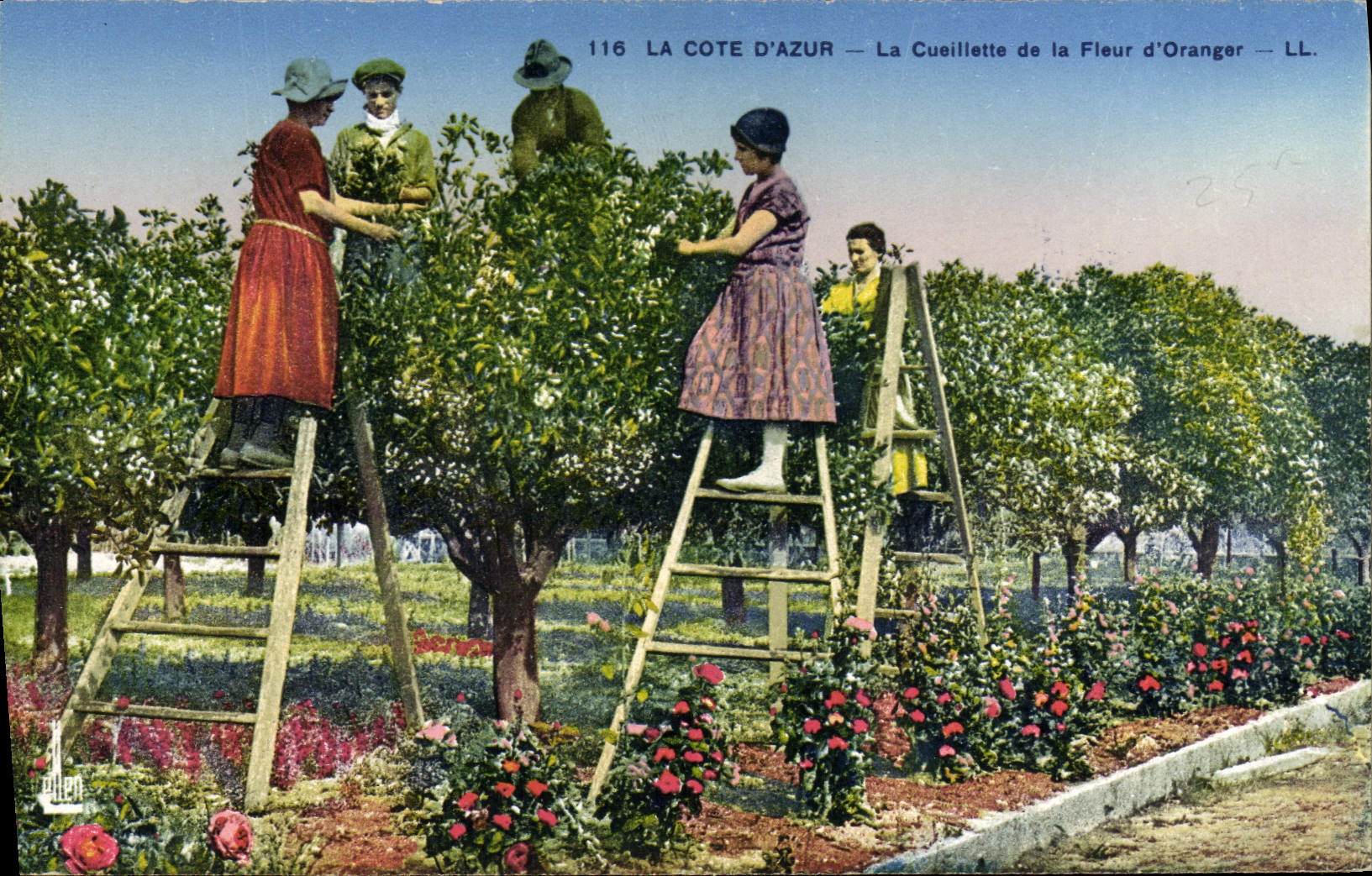 CPA Cueillette de la fleur d'oranger Cote d'Azur