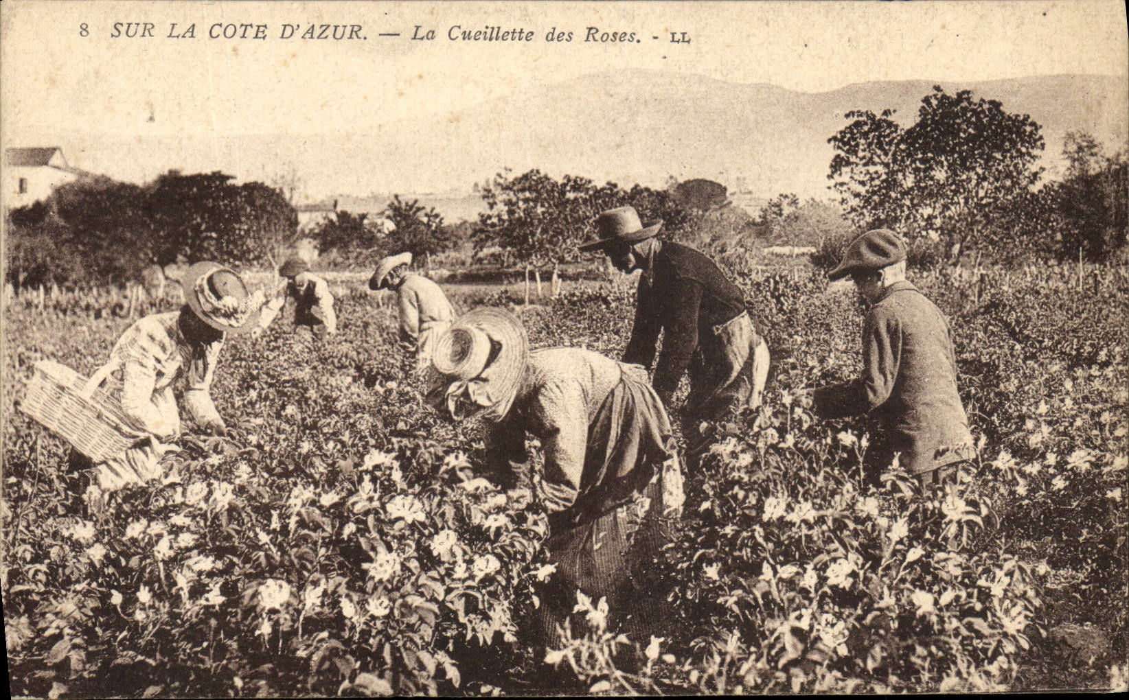 CPA Cueillette des roses Cote d'Azur