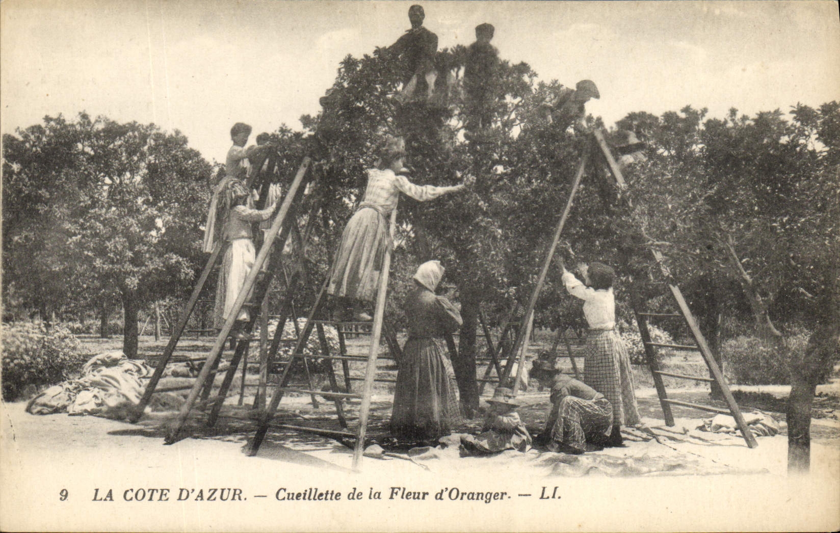 CPA Cueillette de la fleur d'oranger Cote d'Azur