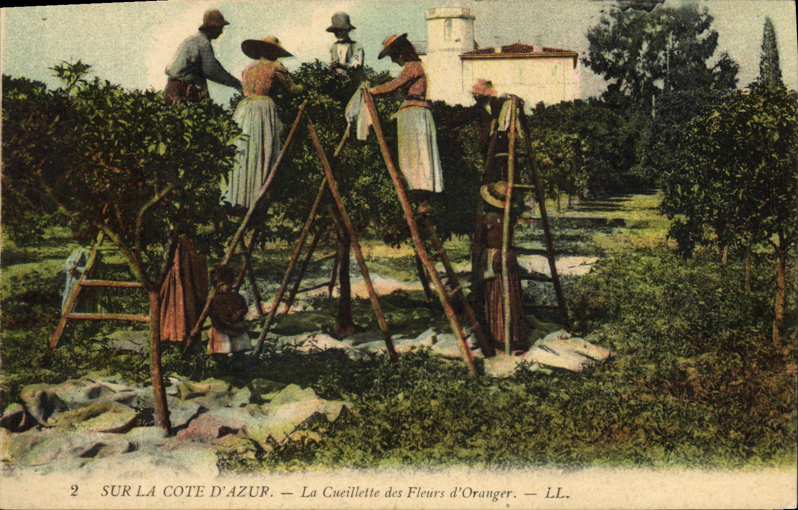 CPA Cueillette des fleurs d'oranger Cote d'Azur 