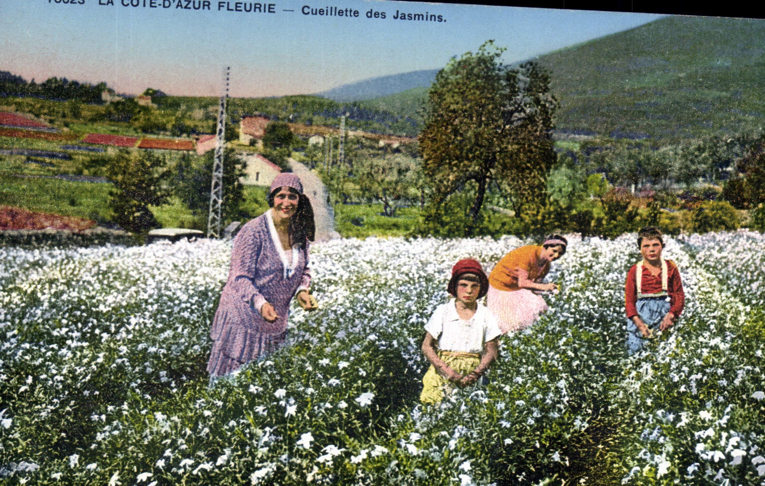 CPA Cueillette des jasmins Cote d'Azur 