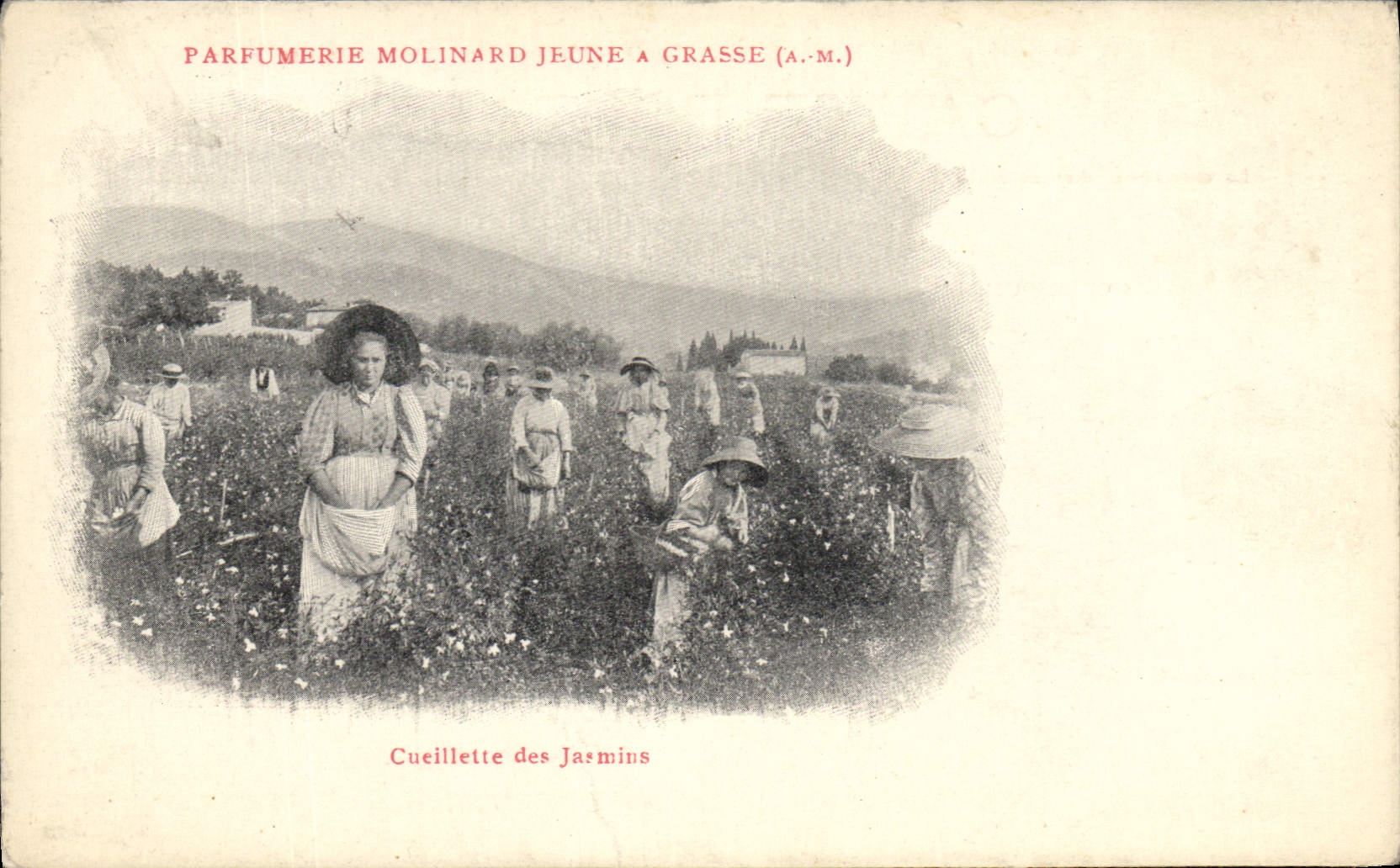 CPA Cueillette des jasmins Parfurmerie Molinard Jeune a Grasse 