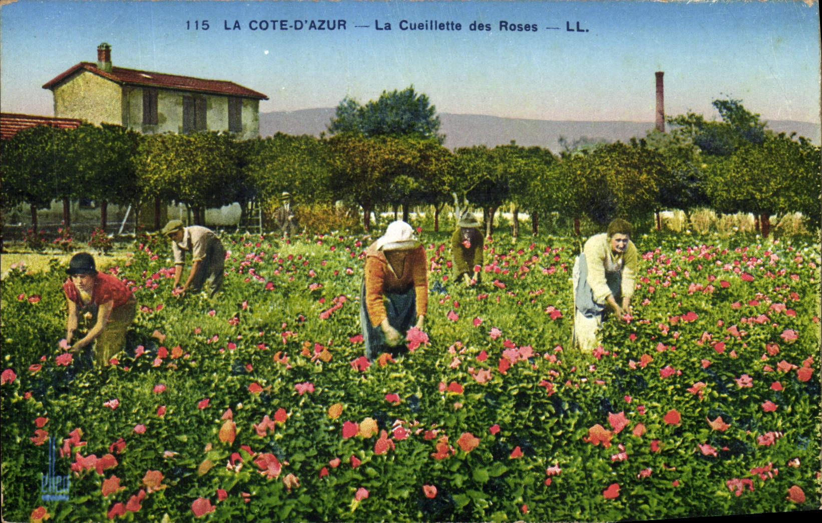 CPA Cueillette des roses Cote d'Azur 