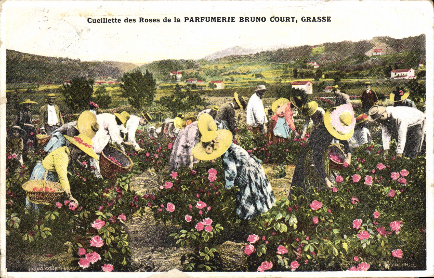 CPA Cueillette des roses de la Parfumerie Bruno Court Grasse